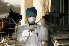 Latest bird flu strain easily transferrable between ferrets, but not swine