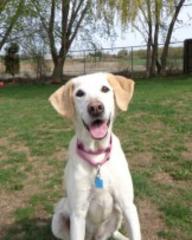 sweet 'buttercream' seeking a new home