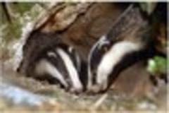 probe into badger cull supermarket milk contamination threat